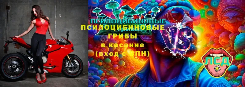 Галлюциногенные грибы Psilocybe  Ахтубинск 